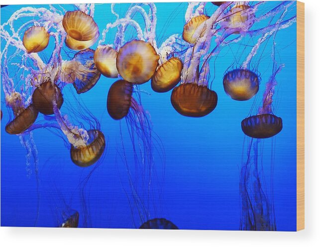 Jellyfish Wood Print featuring the photograph Translucent Jellyfish by Marilyn MacCrakin