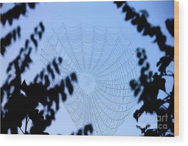 Spider Web Wood Print featuring the photograph Transparent Web by Sheri Simmons