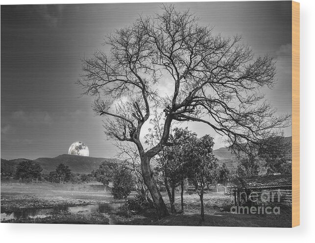 Trees Wood Print featuring the photograph Tree by Charuhas Images