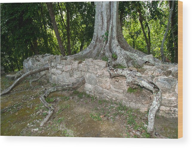 Mexico Quintana Roo Wood Print featuring the digital art Tree growing through the Ruins in Oxtankah by Carol Ailles