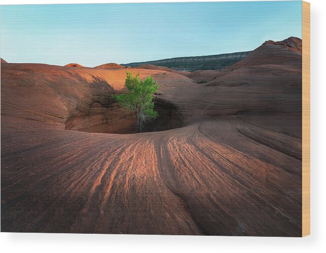 Utah Wood Print featuring the photograph Tree in Desert Pothole by James Udall