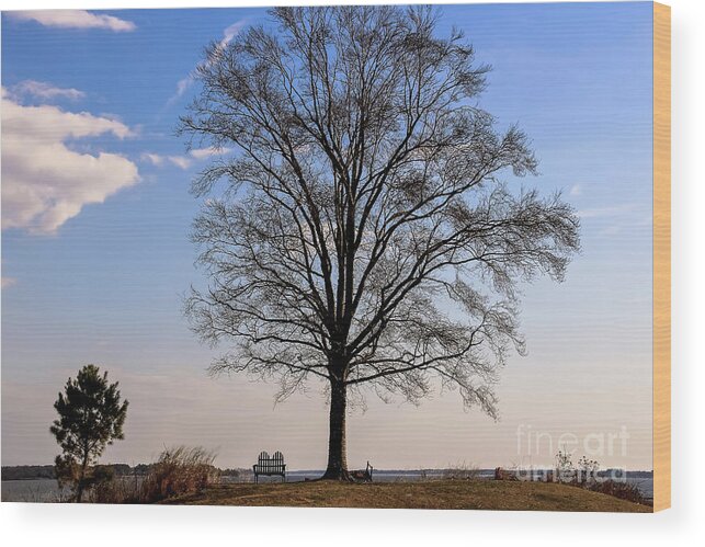 Tree Wood Print featuring the photograph Tree in the Morning Light by Amy Sorvillo