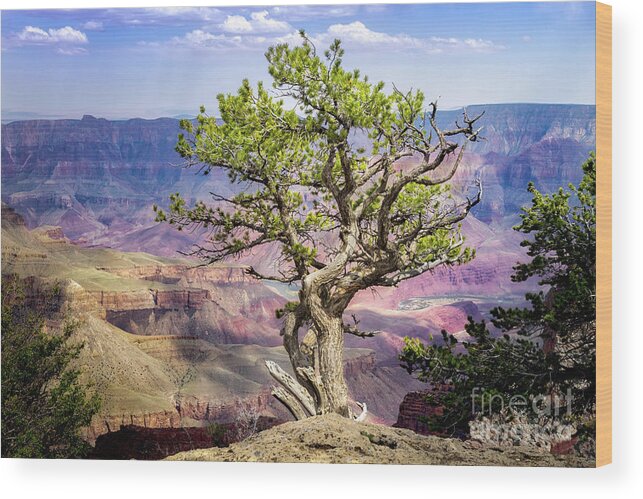 Arizona Wood Print featuring the photograph Tree on the Edge by Jerry Fornarotto