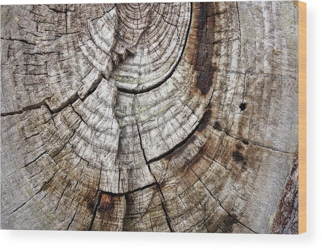 Tree Wood Print featuring the photograph Tree Rings - photography by Ann Powell