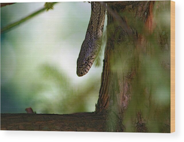 Snake Wood Print featuring the photograph Tree Snake In Bald Cypress by DB Hayes