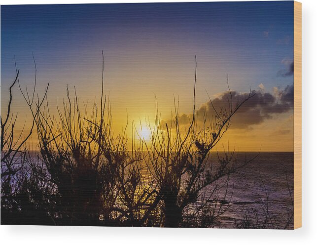 Ocean Wood Print featuring the photograph Tree Sunset by Daniel Murphy