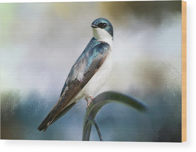 Birds Wood Print featuring the photograph Tree Swallow by Cindi Ressler