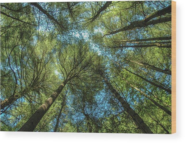 Forest Wood Print featuring the photograph Tree Tops by Cathy Kovarik