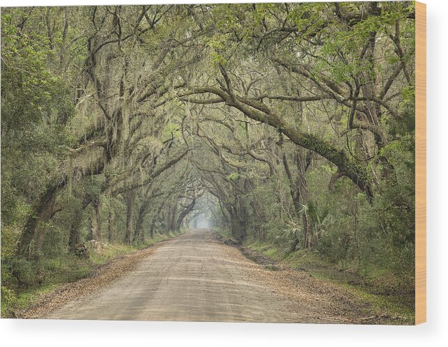 Tree Wood Print featuring the photograph Tree Tunnel by Denise Bush