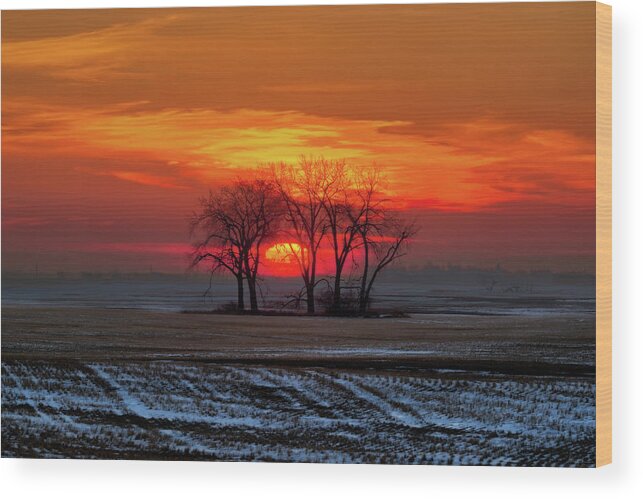 Trees Sunrise Snow Field Winter Wheat Nd Landscape Scenic Farm Sunset Wood Print featuring the photograph Treemendous Sunrise by Peter Herman