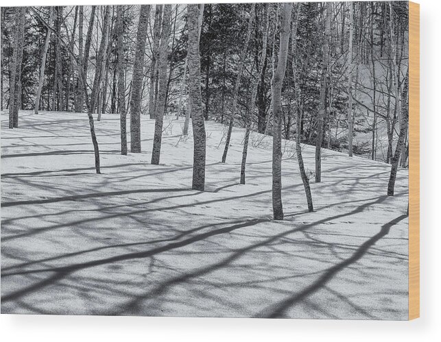 South Freeport Maine Wood Print featuring the photograph Trees And Shadows by Tom Singleton