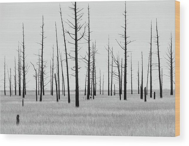 Landscape Wood Print featuring the photograph Trees Die off by Louis Dallara