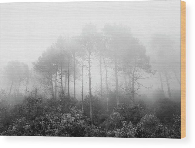 Fog Wood Print featuring the photograph Trees in a Fog by Maureen Fahey