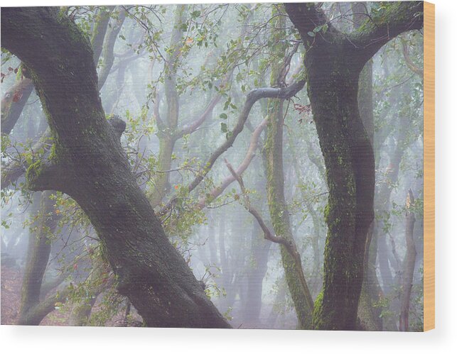 Julian Wood Print featuring the photograph Trees in Fog, Volcan Mountain, Julian by Alexander Kunz