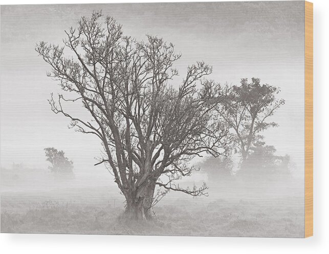 Tree Wood Print featuring the photograph Trees in Mist- St Lucia by Chester Williams