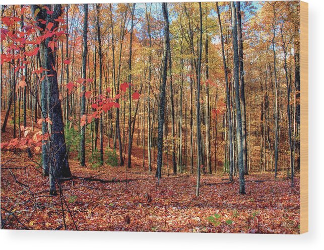 Land Wood Print featuring the photograph TreeScape No2 by Sam Davis Johnson