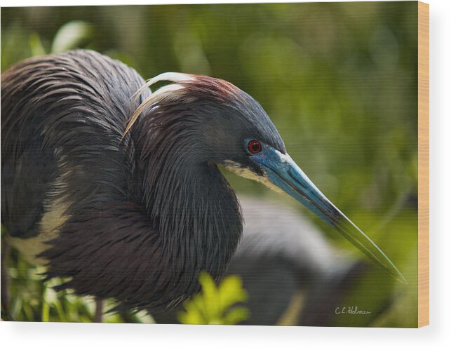 Nature Wood Print featuring the photograph Tri-Colored Heron by Christopher Holmes