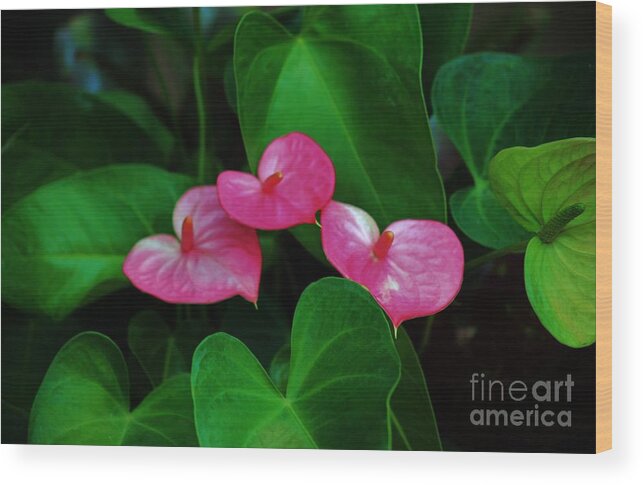 Antherium Wood Print featuring the photograph Triplets in Pink by Craig Wood