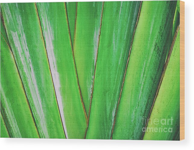 Plant Wood Print featuring the photograph Tropical Abstract by Scott Pellegrin
