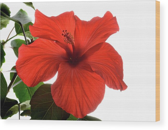 Hibiscus Wood Print featuring the photograph Tropical Bloom. by Terence Davis