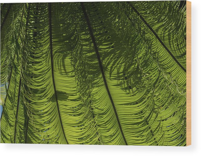 Georgia Mizuleva Wood Print featuring the photograph Tropical Green Rhythms - Feathery Fern Fronds - Horizontal View Down Right by Georgia Mizuleva