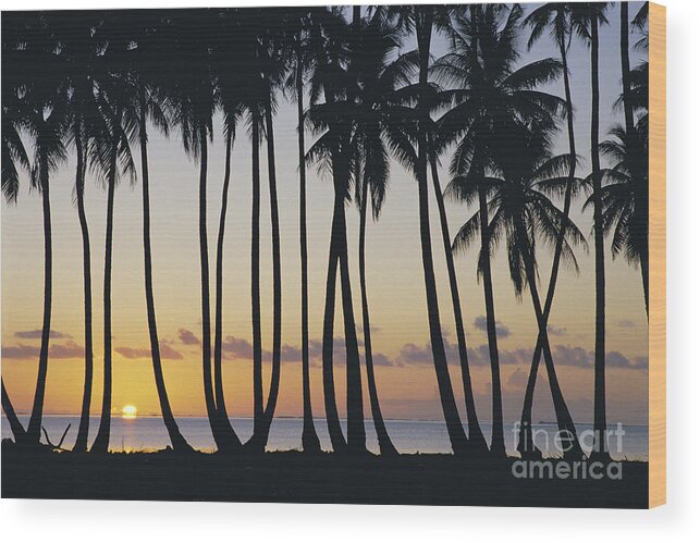 Afternoon Wood Print featuring the photograph Tropical Palm Sunset by Don King - Printscapes
