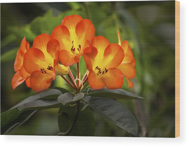 Blossom Wood Print featuring the photograph Tropical Rhododendron by Penny Lisowski