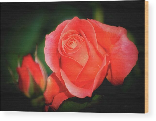 Flower Wood Print featuring the photograph Tropicana Rose by Albert Seger