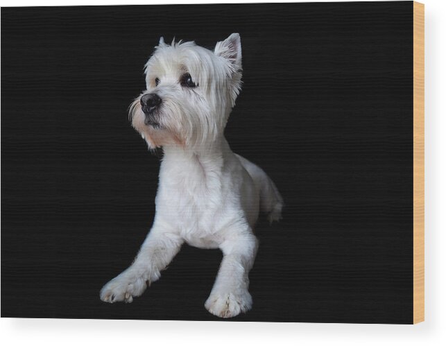 Westie Wood Print featuring the photograph Trot Posing by Nicole Lloyd