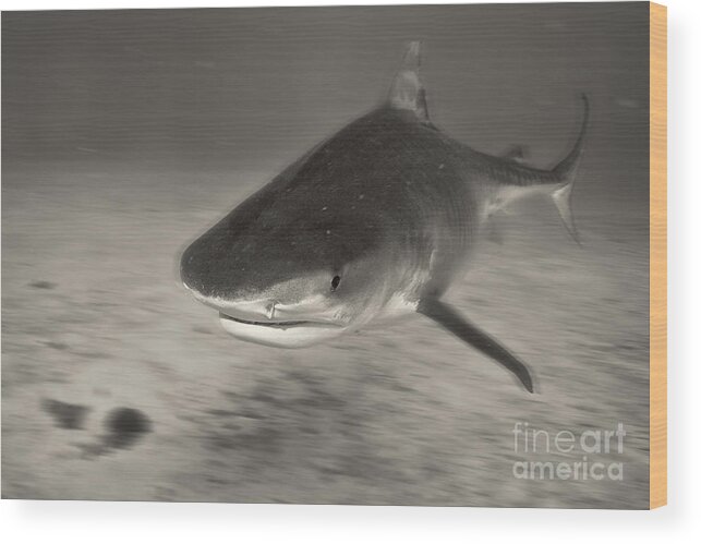 Tiger Shark Wood Print featuring the photograph Troubled Water by Aaron Whittemore