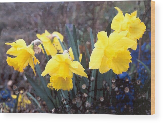 Flowes Wood Print featuring the photograph Trumpets of Spring by Steve Karol