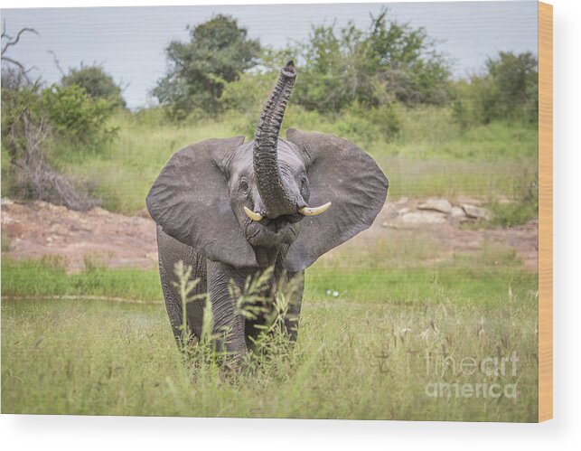 Wildlife Wood Print featuring the photograph Trunk up High by Jennifer Ludlum