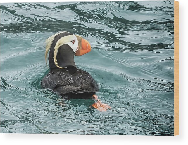Tufted Puffin Wood Print featuring the photograph Tufted Puffin by Belinda Greb