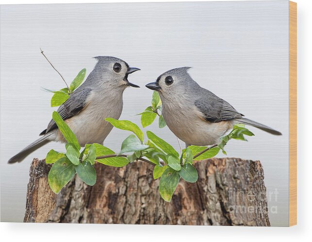 Tufted Titmice Wood Print featuring the photograph Tufted Titmice by Bonnie Barry