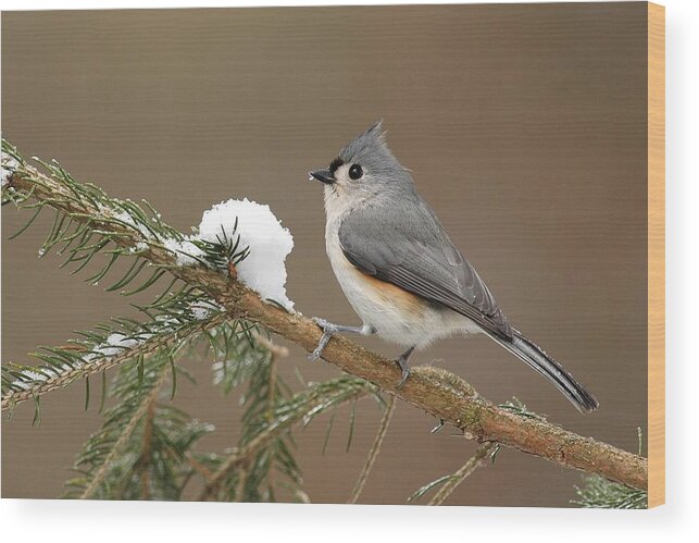 Tufted Titmouse Wood Print featuring the photograph Tufted Titmouse by Alan Lenk