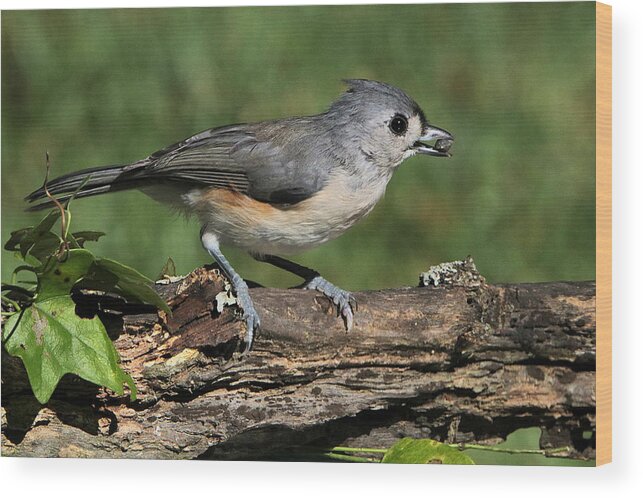 Nature Wood Print featuring the photograph Tufted Titmouse on Tree Branch by Sheila Brown