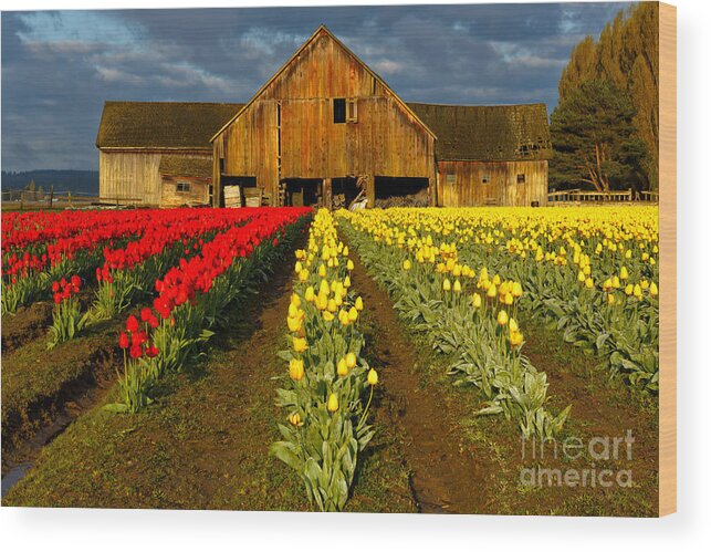 Beve Brown-clark Wood Print featuring the photograph Tulip Barn - Morning Light by Beve Brown-Clark Photography