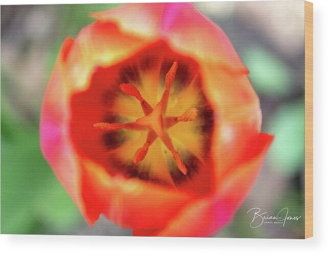  Wood Print featuring the photograph Tulip by Brian Jones