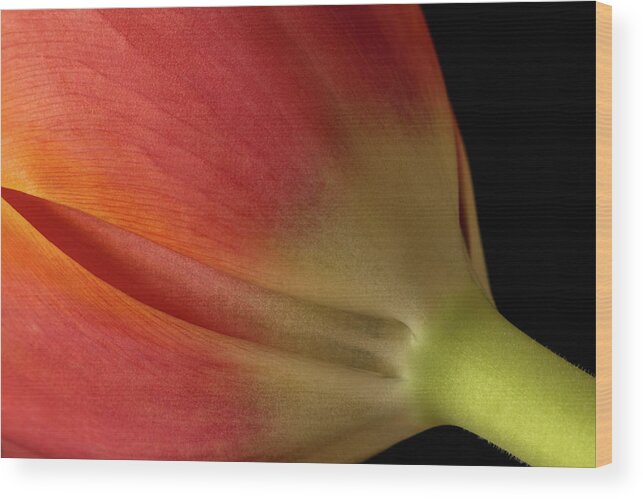 Tulip Wood Print featuring the photograph Tulip by Cheryl Day