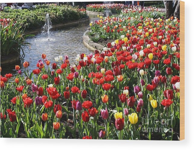 Bowral Tulip Festival Wood Print featuring the photograph Tulip Festival by Bev Conover