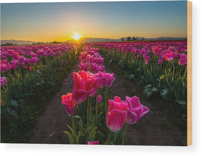 Tulip Wood Print featuring the photograph Tulip field in Dawn by Hisao Mogi