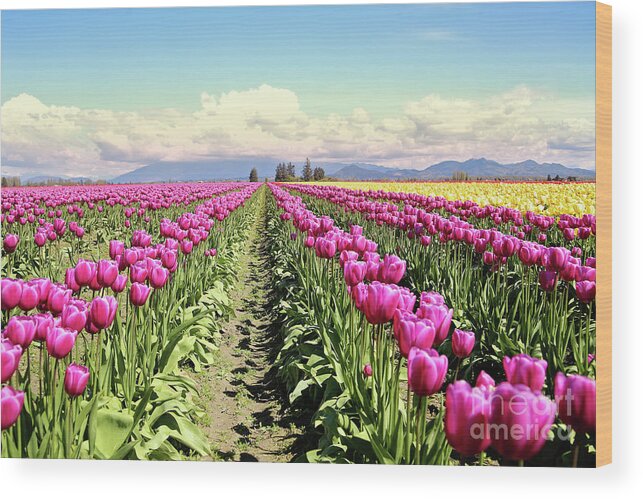 Tulip Wood Print featuring the photograph Tulip Field by Sylvia Cook