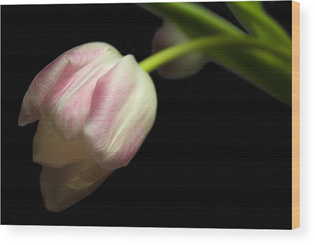 Flower Wood Print featuring the photograph Tulip in soft light by Marc Huebner
