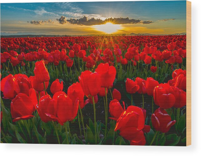 Tulip Wood Print featuring the photograph Tulip in Sunset by Hisao Mogi