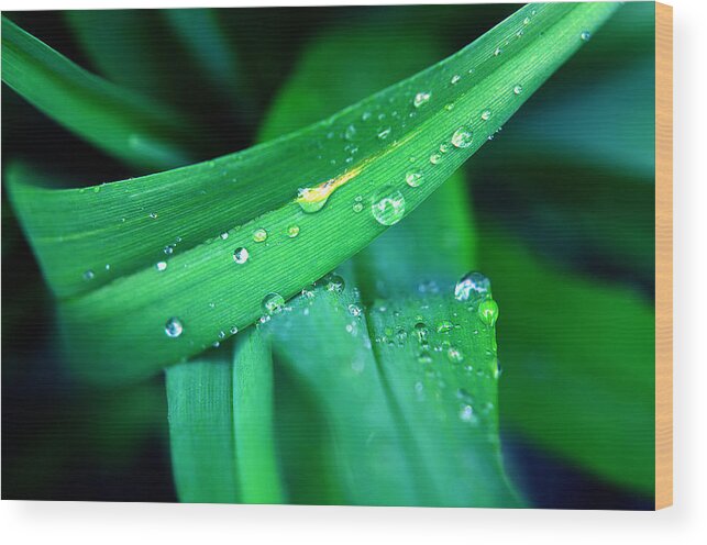 Tulip Wood Print featuring the photograph Tulip Leaf droplets-1 by Steve Somerville