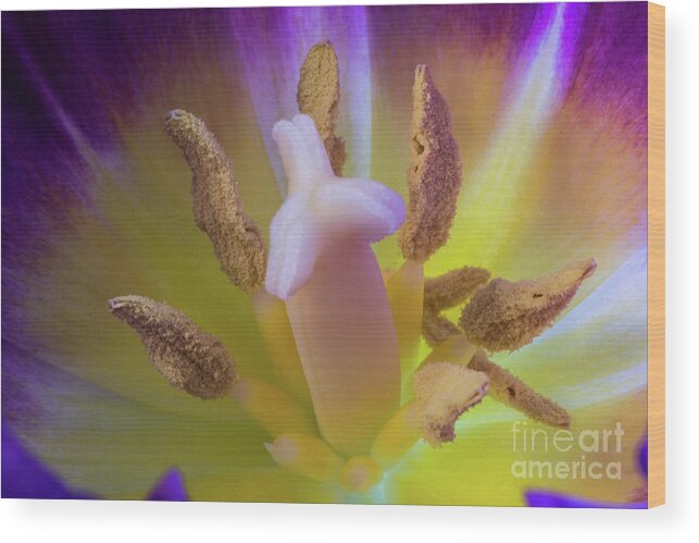 Rainbow Tulips Wood Print featuring the photograph Tulip Macro by Steve Purnell