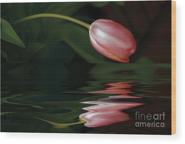 Tulip Wood Print featuring the photograph Tulip Reflections by Elaine Teague