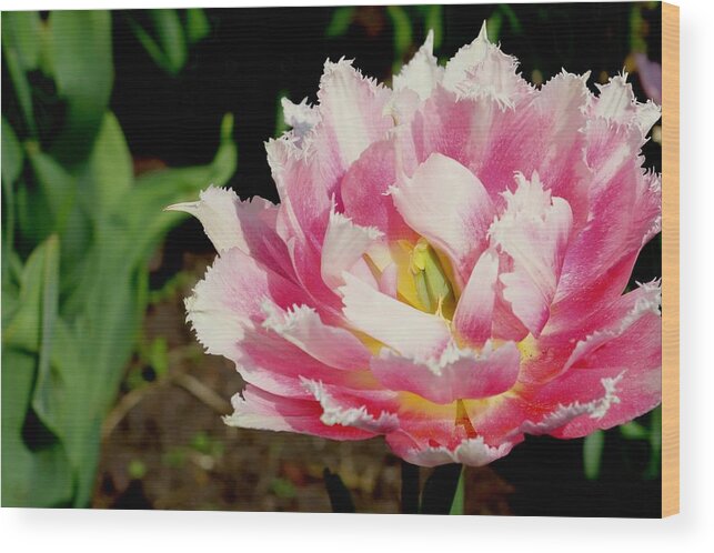Tulip Wood Print featuring the photograph Tulip by Sarah Lilja