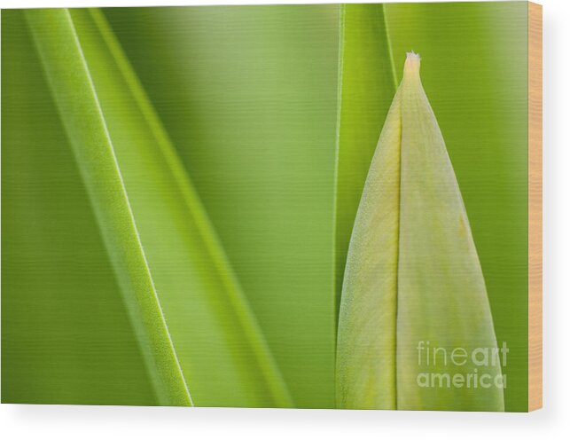 Tulip Wood Print featuring the photograph Tulip by Silke Magino
