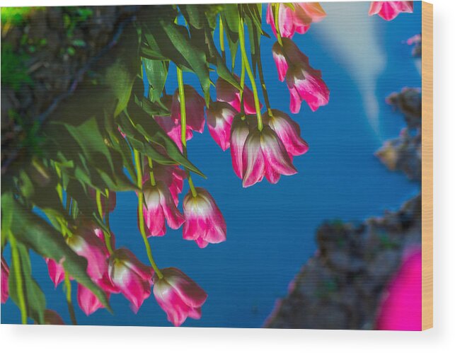 Pink Tulip Wood Print featuring the photograph Tulip-water reflection by Hisao Mogi
